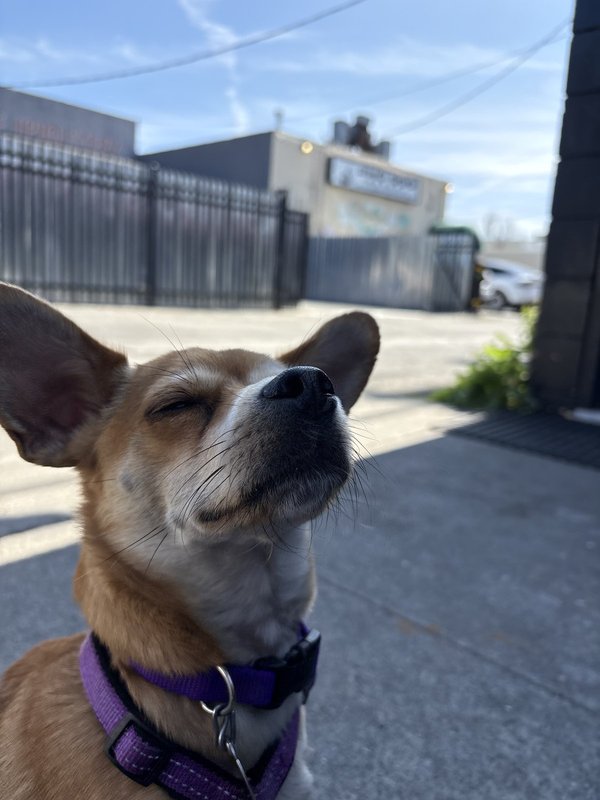 Small golden Chihuahua smells the air with his eyes closed and head tilted back. A blurry sign in the background must be the pho restaurant he smells.